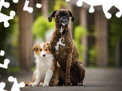 Bokser, Szczeniak, Psy, Border collie