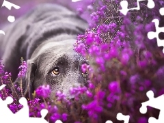 Wrzos, Mordka, Pies, Labrador retriever