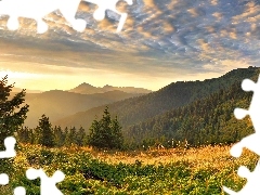 Lasy, Światło, Góry
