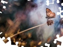 Roślina, Źdźbło, Motyl, Trawa, Modraszek artakserkses