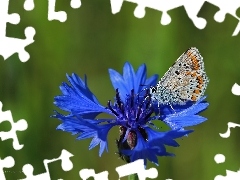 Modraszek, Chaber, Motyl