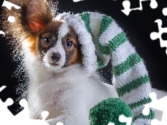 Czapka, Spaniel kontynentalny miniaturowy papillon