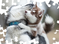 Siberian Husky, Zabawa, Psy