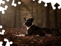 Jesienne, Las, Pies, Liście, Amstaff