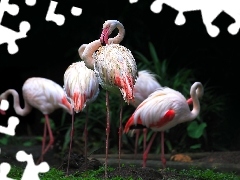 Rośliny, Flamingi