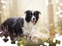 Wrzosy, Rośliny, Pies, Las, Border collie