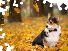 Welsh corgi cardigan, Liście, Pies