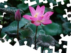 Rosa, Liście, Lotos, Kwiat