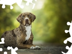 Pies, Catahoula leopard dog, Leżący