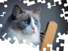 Kot, Ragdoll