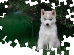 Krzew, Szczeniak, Pies, Siberian husky