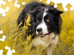 Pies, Border collie, Łąka