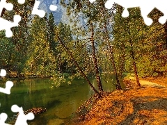 Drzewa, Las, Rzeka, Ścieżka