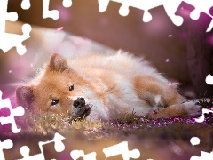 Szpic eurasier, Pies