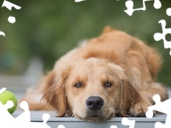 Piłeczka, Mordka, Pies, Golden retriever
