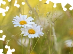 Źdźbła, Kwiaty, Margerytki, Białe