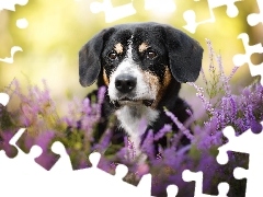 Wrzosy, Mordka, Pies, Entlebucher