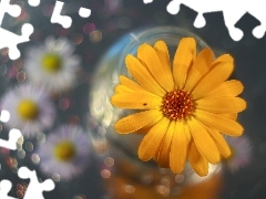 Kolorowy, Kwiat, Nagietek, Bokeh, Żółty