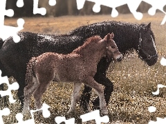 Łąka, Źrebię, Konie