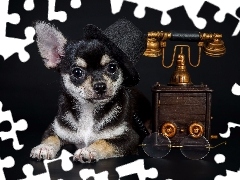 Tło ciemne, Telefon, Melonik, Pies, Okulary, Chihuahua, Kapelusz