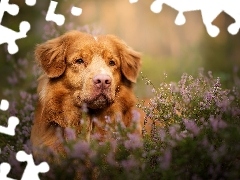 Wrzos, Mordka, Pies, Retriever z Nowej Szkocji