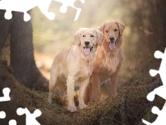 Drzewa, Ściółka, Psy, Golden retriever