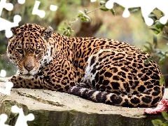 Kamień, Jaguar