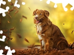 Retriever z nowej Szkocji, Liście, Pies