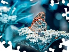 Motyl, Kwiat
