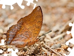Motyl, Charaxes affinis, Brązowy