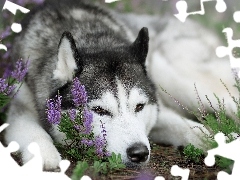 Wrzos, Mordka, Pies, Siberian husky