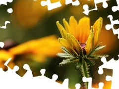Kwiat, Żółty, Rudbekia, Pąk