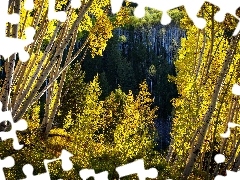 Las Państwowy White River National Forest, Brzozy, Stany Zj