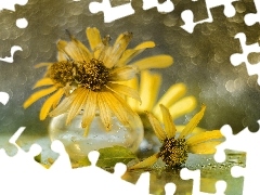 Bokeh, Wazonik, Słoneczniczki szorstkie, Kwiaty