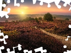 Wrzosowisko, Drzewa, Wrzos, Wschód słońca, Ścieżka, Holandia, Prowincja Geldria, Mgła, Park Narodowy Veluwezoom