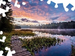Las, Drewniany, Drzewa, Pomost, Wschód słońca, Mgła, Ro