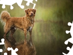 Retriever z Nowej Szkocji, Woda, Pies