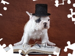 Książka, Kapelusz, Śmieszne, Okulary, Buldog francuski