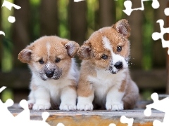 Welsh corgi pembroke, Szczeniaki