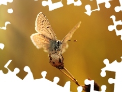 Roślina, Owad, Motyl, Modraszek