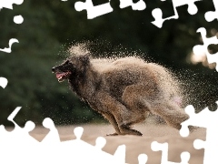 Piasek, Owczarek belgijski malinois, Biegnący, Pies
