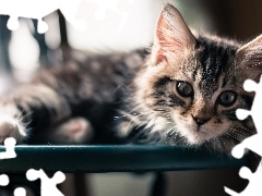 Spojrzenie, Rozmycie, Kot, Maine coon