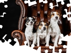 Fotel, Jack Russell terrier, Trzy, Psy