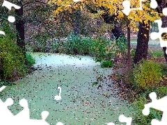 Łabędź, Staw, Jesień, Park