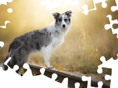 Pies, Tory, Border collie
