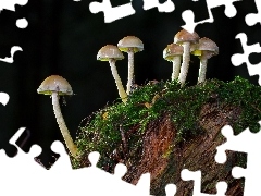 Tło ciemne, Liście, Grzyby, Mech