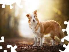 Biszkoptowo-biały, Border collie, Pies