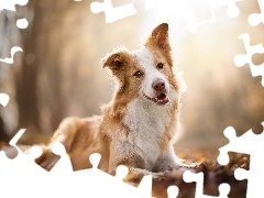 Border collie, Biszkoptowo-biały, Pies