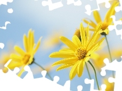 Kwiaty, Euryops pectinatus, Żółte