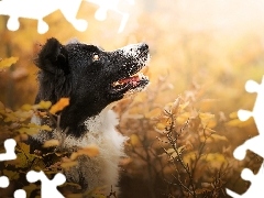 Krzewy, Mordka, Pies, Liście, Border collie